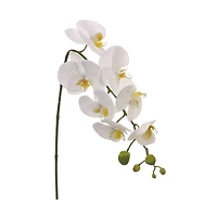 24 Pack: White Moth Orchid Spray