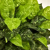 2.5ft Dumb Cane Plant in White Planter