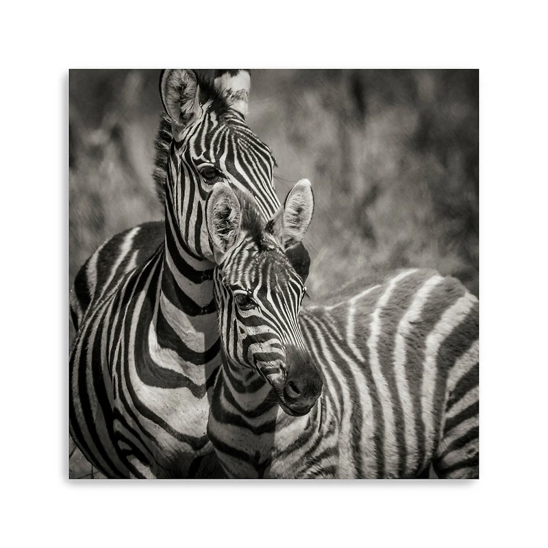 Zebra Pair Canvas Giclee