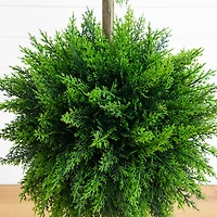 3.5ft. UV Resistant Cedar Double Ball Topiary Tree in White Decorative Planter