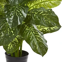 3ft. Potted Dieffenbachia Plant