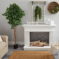 6ft. Potted Ficus Tree
