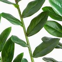 6ft. Artificial Zamioculcas Plant