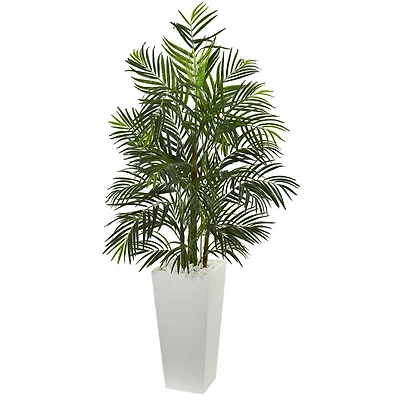 5ft. Areca Palm Tree in White Planter
