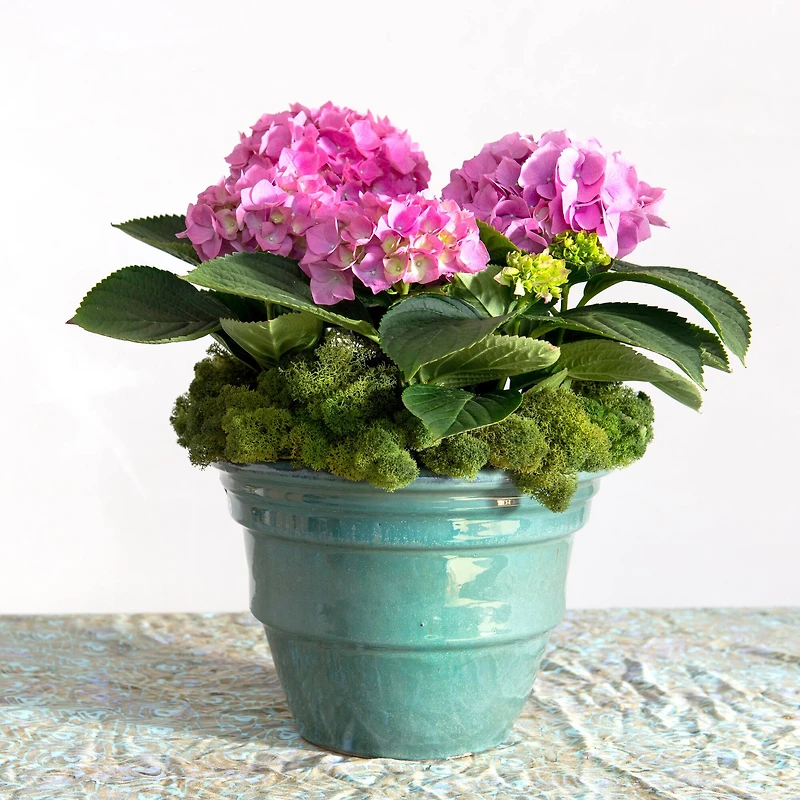 SuperMoss® Basil Reindeer Moss