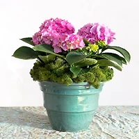 SuperMoss® Basil Reindeer Moss