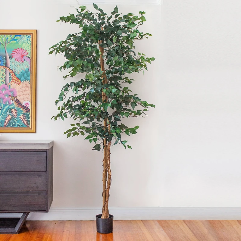 7ft. Potted Ficus Tree
