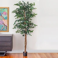 7ft. Potted Ficus Tree