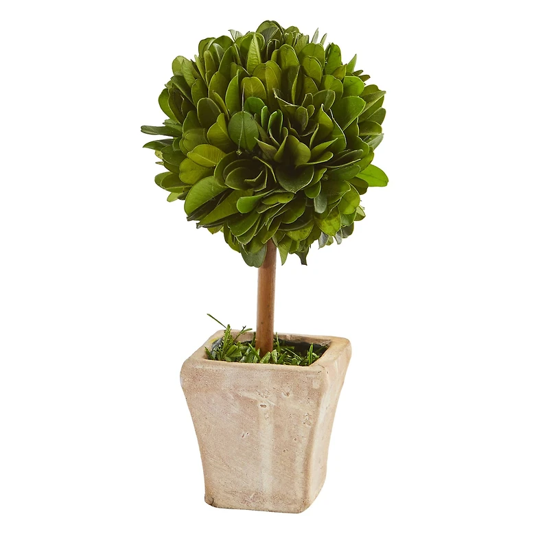 6" Boxwood Topiary Preserved Plant in Ceramic Planter, 4ct.
