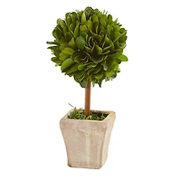 6" Boxwood Topiary Preserved Plant in Ceramic Planter, 4ct.