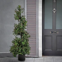 4ft. Pre-Lit Boxwood Spiral Topiary In Nursery Pot