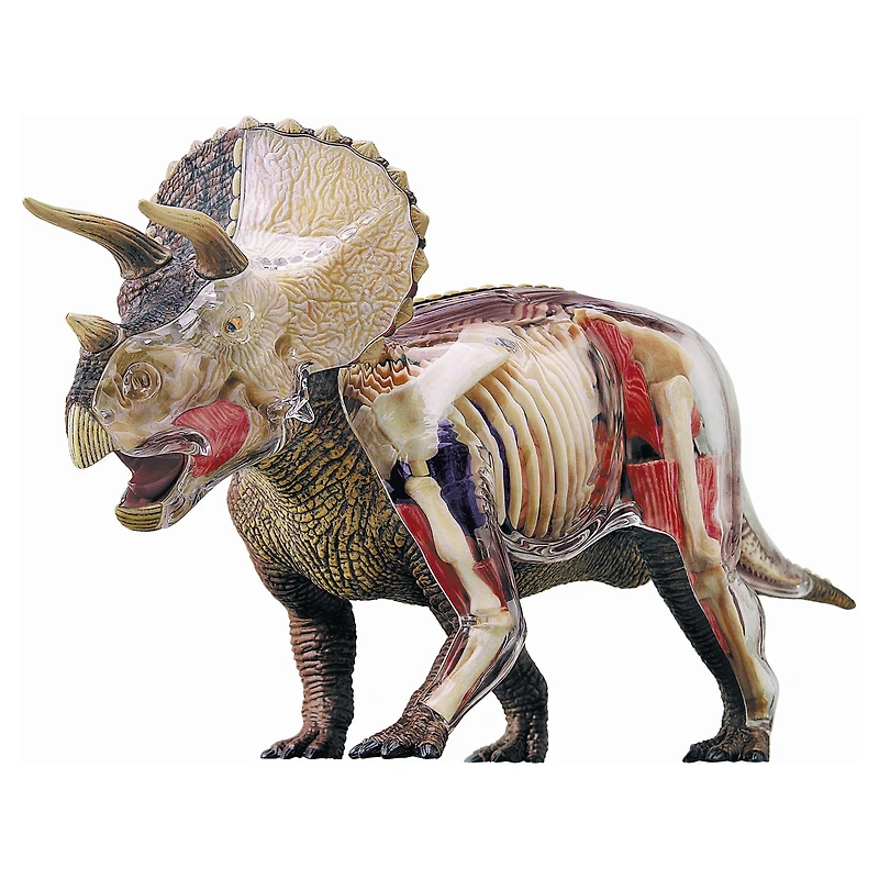 4D Vision™ Triceratops Anatomy Model