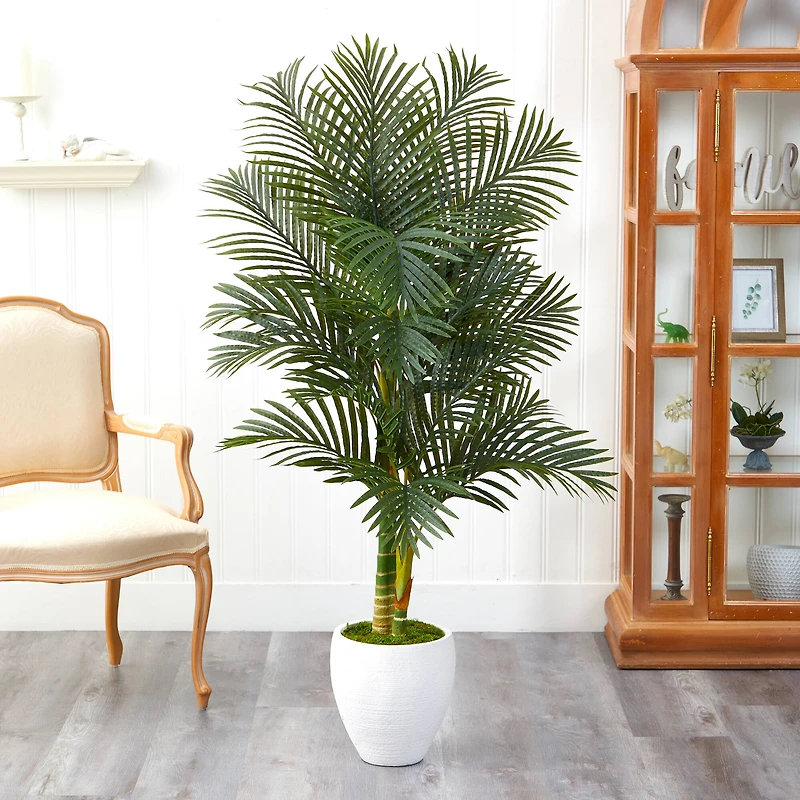 5ft. Paradise Palm Tree in White Planter