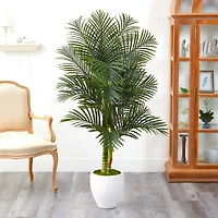 5ft. Paradise Palm Tree in White Planter