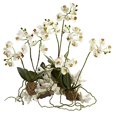 14" Mini Moth Orchid Set on Coral