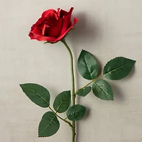 12 Pack: Dark Red Princess Rose by Ashland®