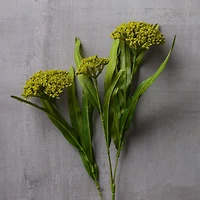 Green Queen Anne's Lace Stem by Ashland®