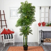 7.5ft. Potted Phoenix Palm Tree 