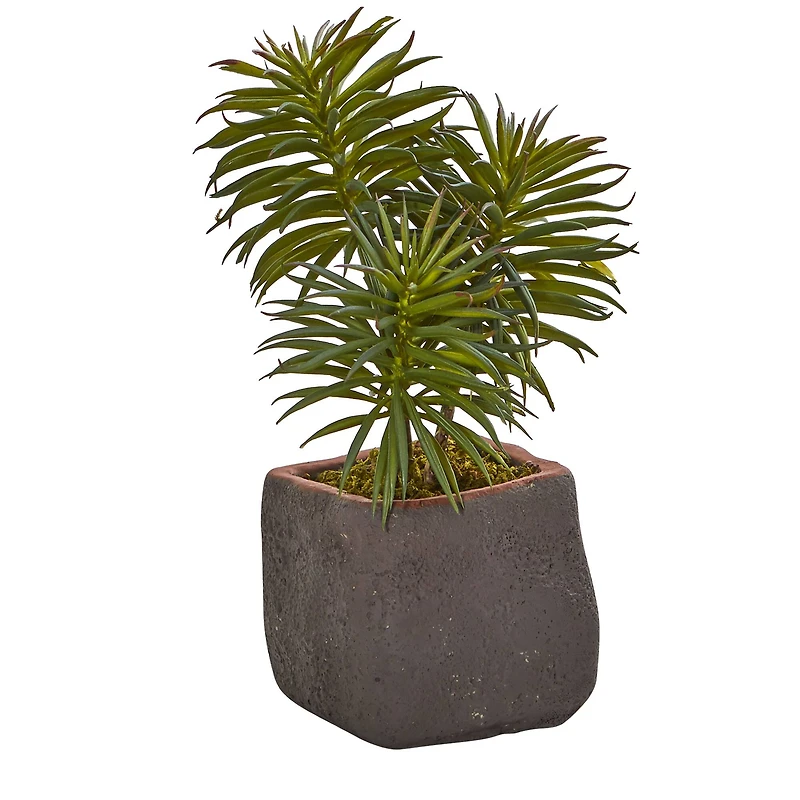 8" Succulent Trio in Gray Planter