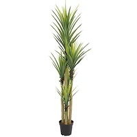 7ft. Potted Dracaena Tree
