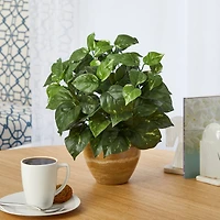 14" Pothos Plant in Ceramic Planter