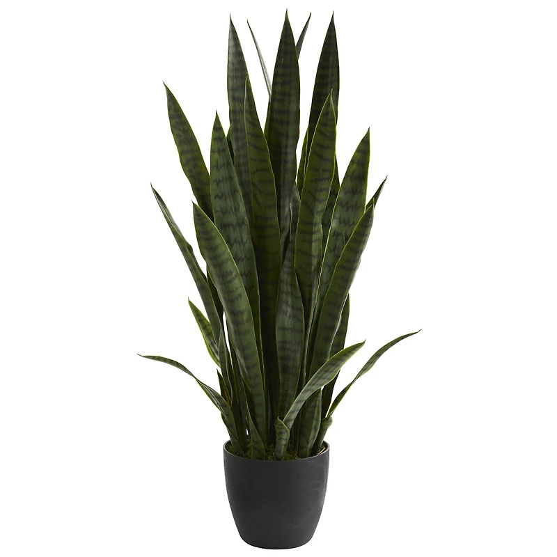 3ft. Potted Green Snake Plant