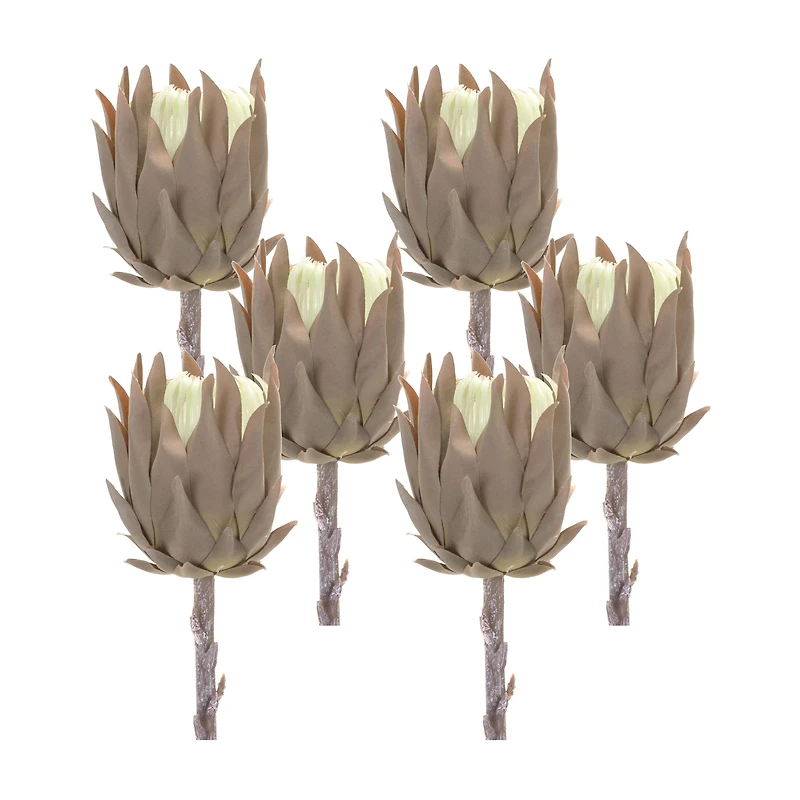 Tan Protea Stem, 6ct.