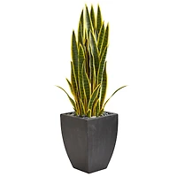 3.5ft. Snake Plant in Black Planter