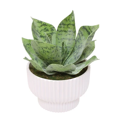 6.5" Agave in White Fluted Pot by Ashland®
