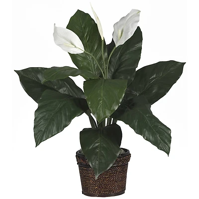 2ft. Peace Lily in Coiled Rope Wicker Planter
