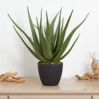 2ft. Potted Aloe Plant