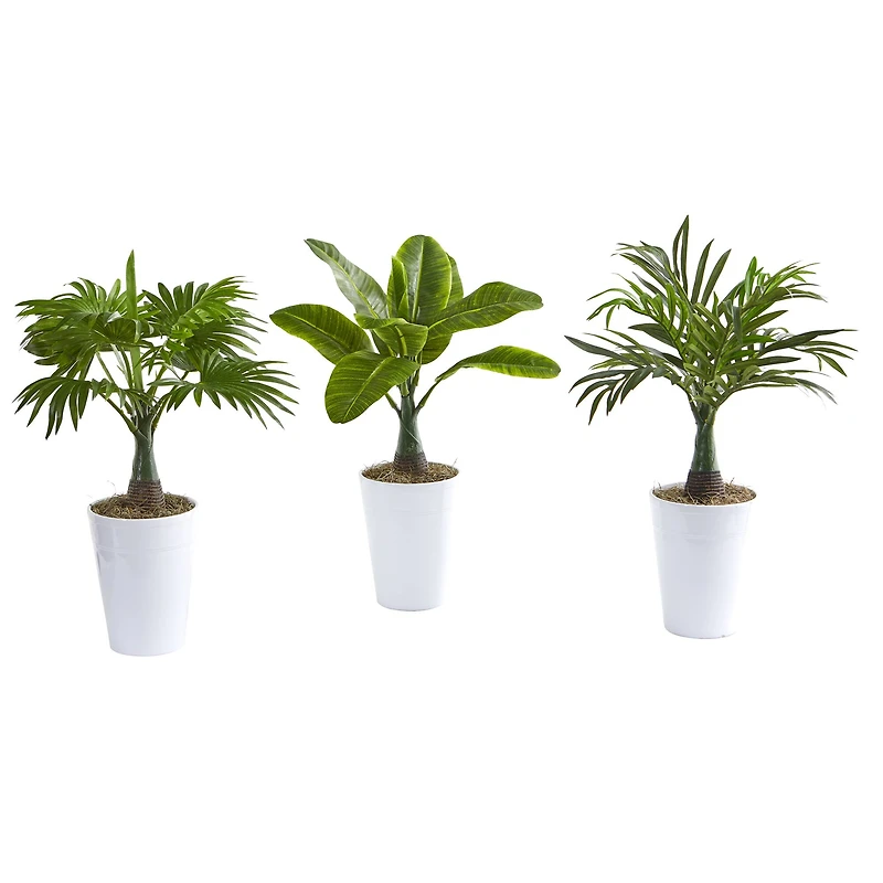 18" Assorted Mini Palm and Banana Plant in White Planter Set