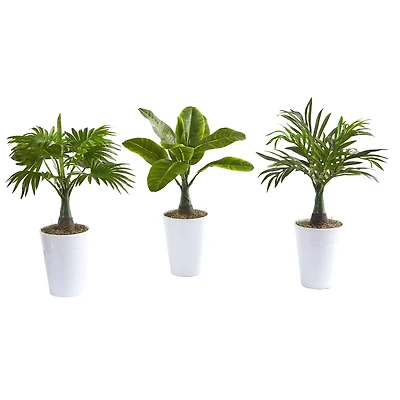 18" Assorted Mini Palm and Banana Plant in White Planter Set