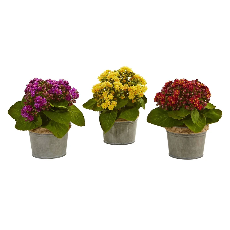 9" Kalanchoe Arrangement in Decorative Pot, 3ct.