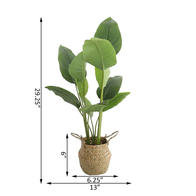 Flora Bunda® 2.5ft. Traveler's Palm in Basket Planter