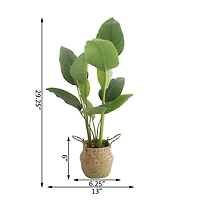 Flora Bunda® 2.5ft. Traveler's Palm in Basket Planter