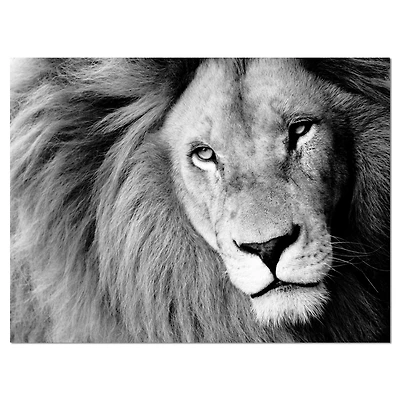 Designart - Lion Head in Grey