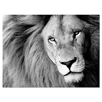 Designart - Lion Head in Grey