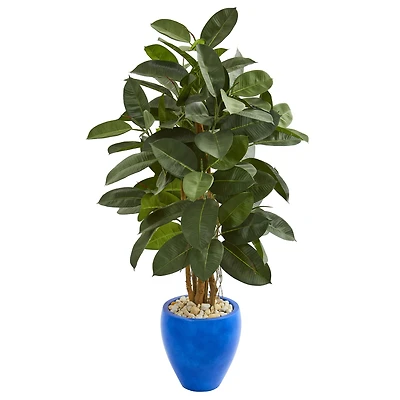 4.5ft. Rubber Tree in Blue Planter