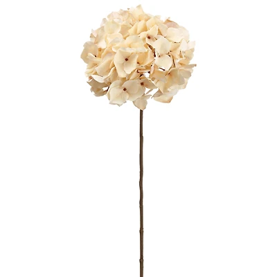 Beige Hydrangea Stem