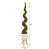 5ft. UV Resistant Mohlenbechia Spiral Tree in White Planter with Stand