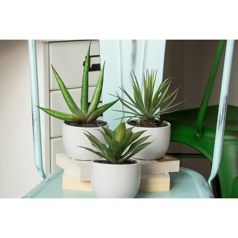 Potted Agave Plant Collection 3ct.