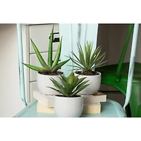Potted Agave Plant Collection 3ct.