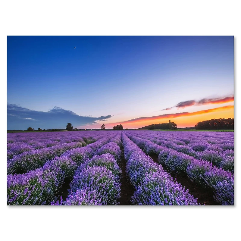 Designart - Sunrise & Dramatic Clouds Over Lavender Field I