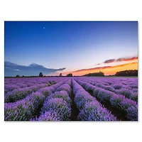 Designart - Sunrise & Dramatic Clouds Over Lavender Field I