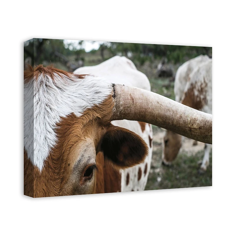 Close Up Highland 20" x 16" Canvas Wall Art