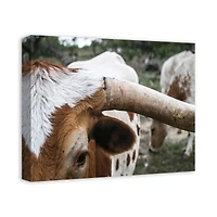 Close Up Highland 20" x 16" Canvas Wall Art