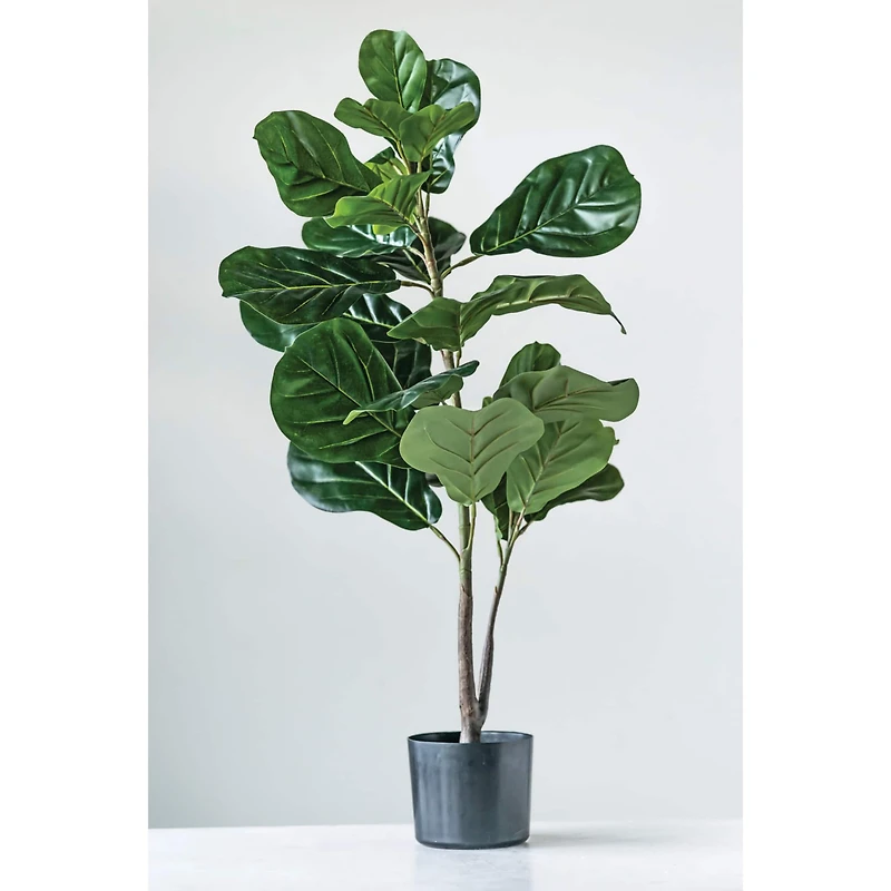 Hello Honey® 3ft. Potted Fiddle Fig Leaf Plant