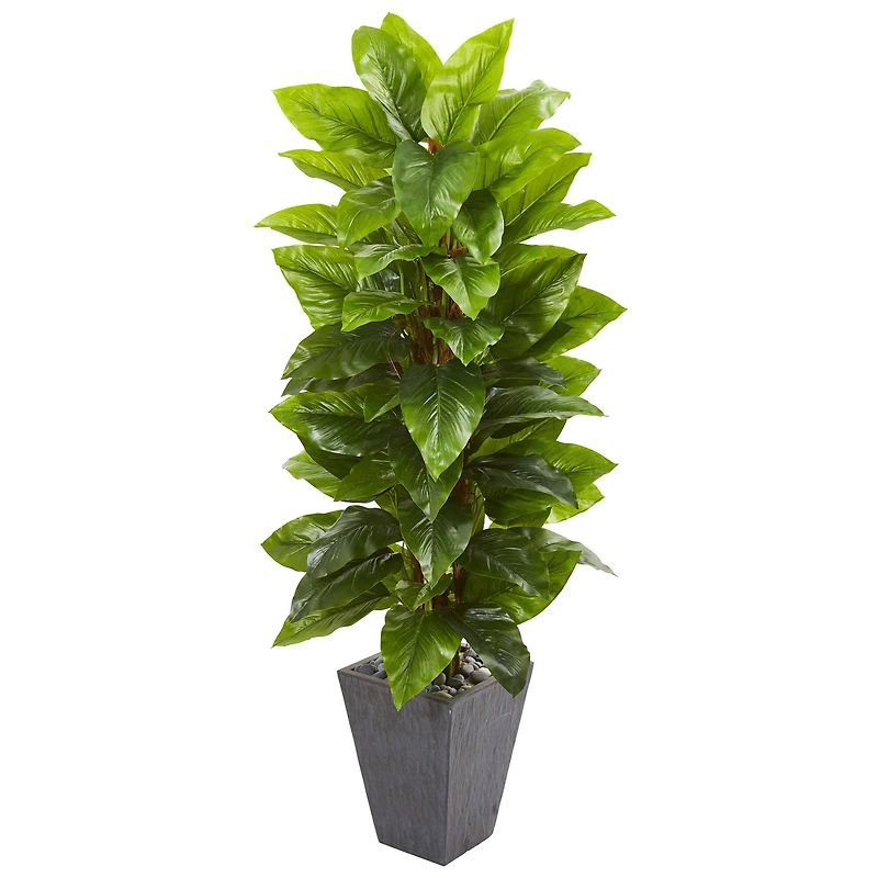 5ft. Large Leaf Philodendron Plant in Slate Planter