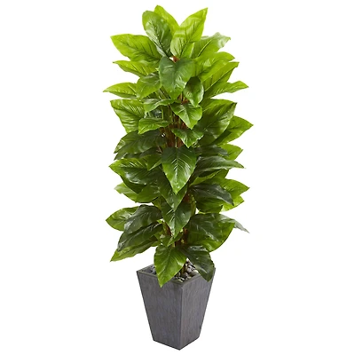 5ft. Large Leaf Philodendron Plant in Slate Planter